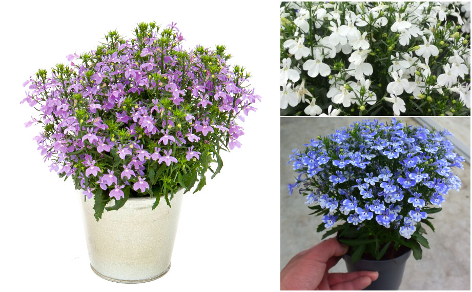 ロベリア　キュラソー<