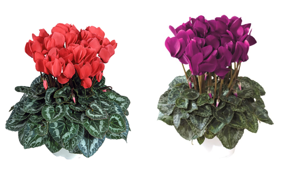 シクラメン F1　ティアニス スタンダード<