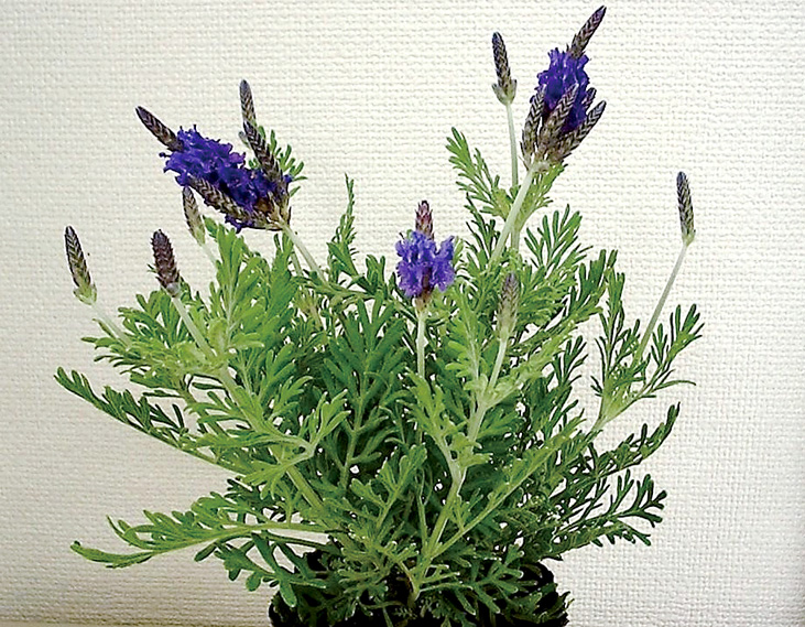 ラベンダー　スパニッシュアイ<