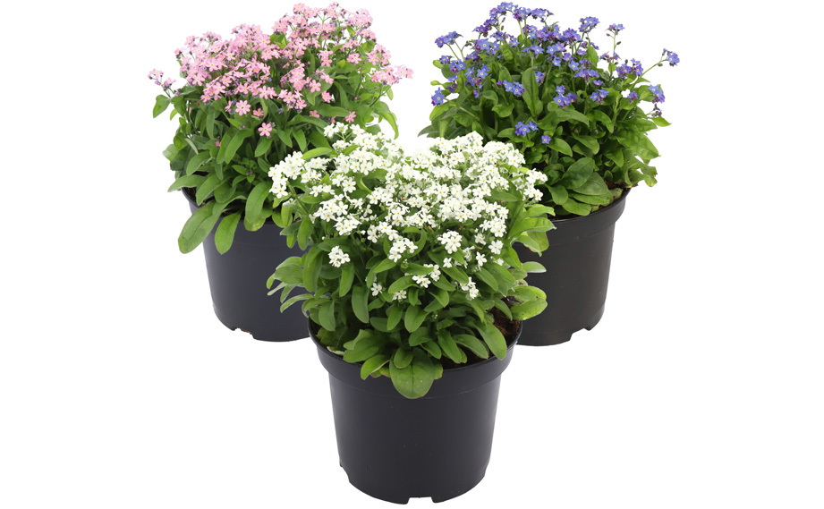 ミオソティス　ベラミー<