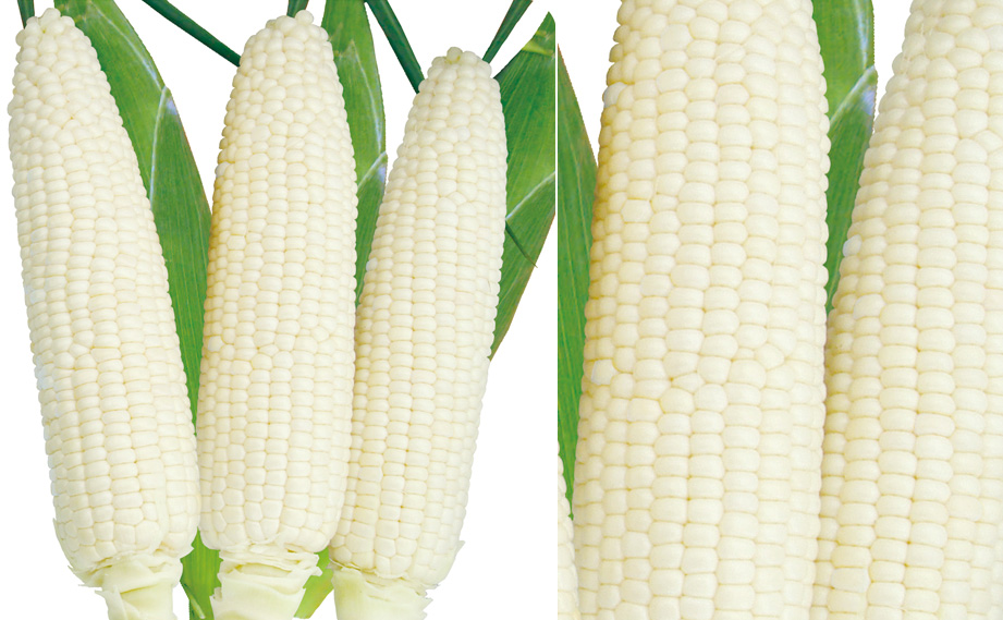 トウモロコシ　白い恵味<