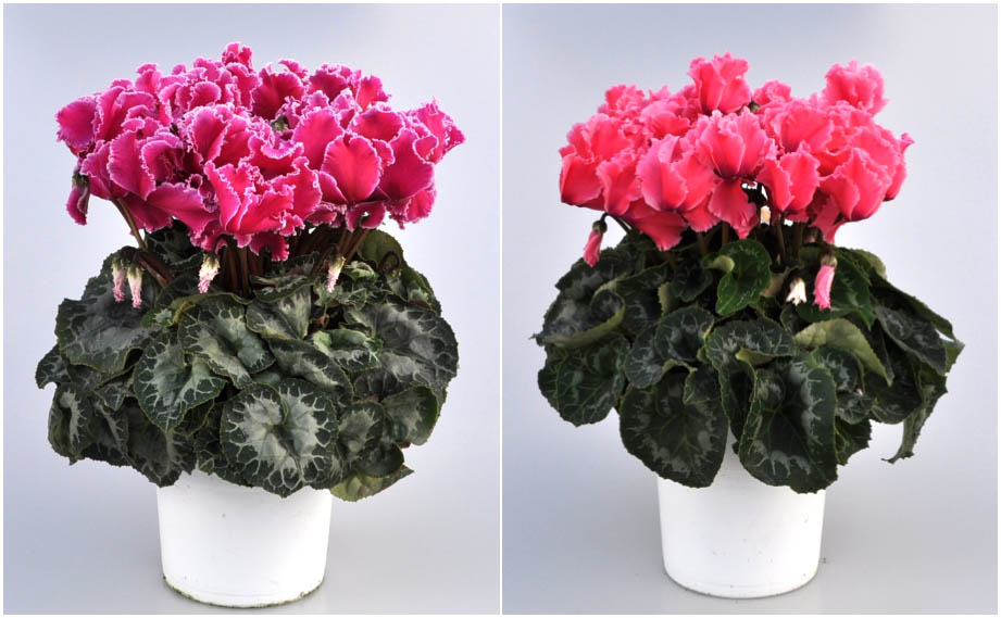 シクラメン　イッセイ ドリーム シリーズ<