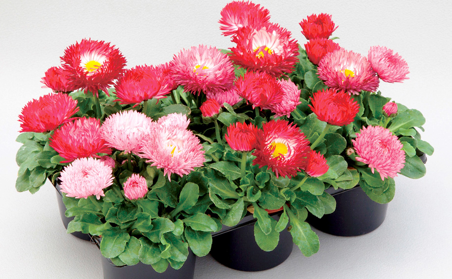 デージー　バンバン シリーズ<