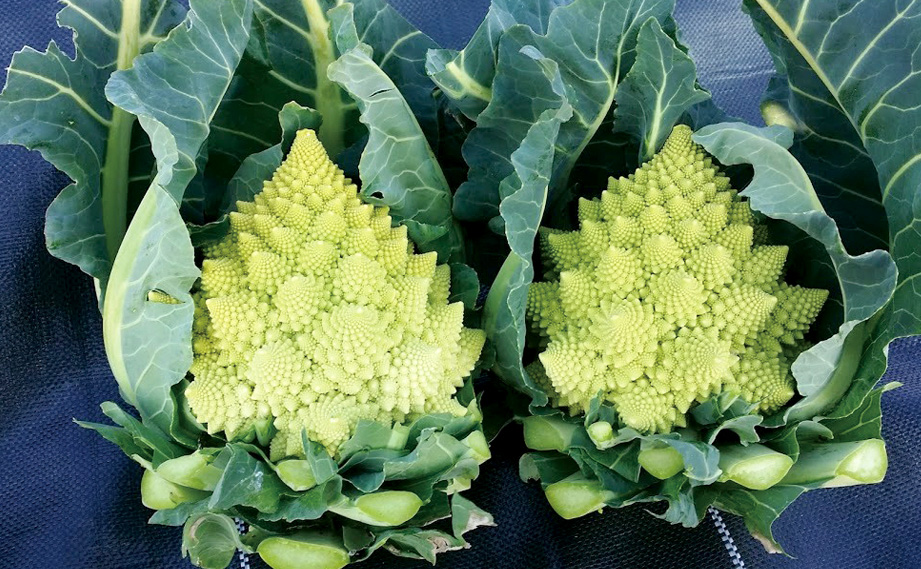 カリフラワー　ロマネスコ ミケランジェロ<