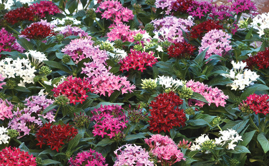 ペンタス F1　ラッキースター シリーズ<