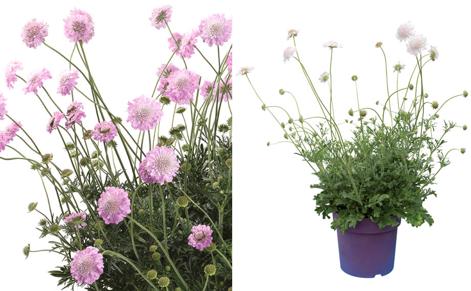 スカビオーサ　アメジスト シリーズ<