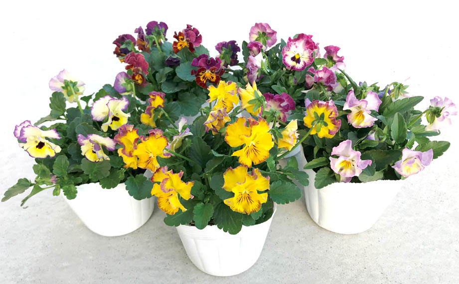 ビオラ　ソワレ シリーズ<