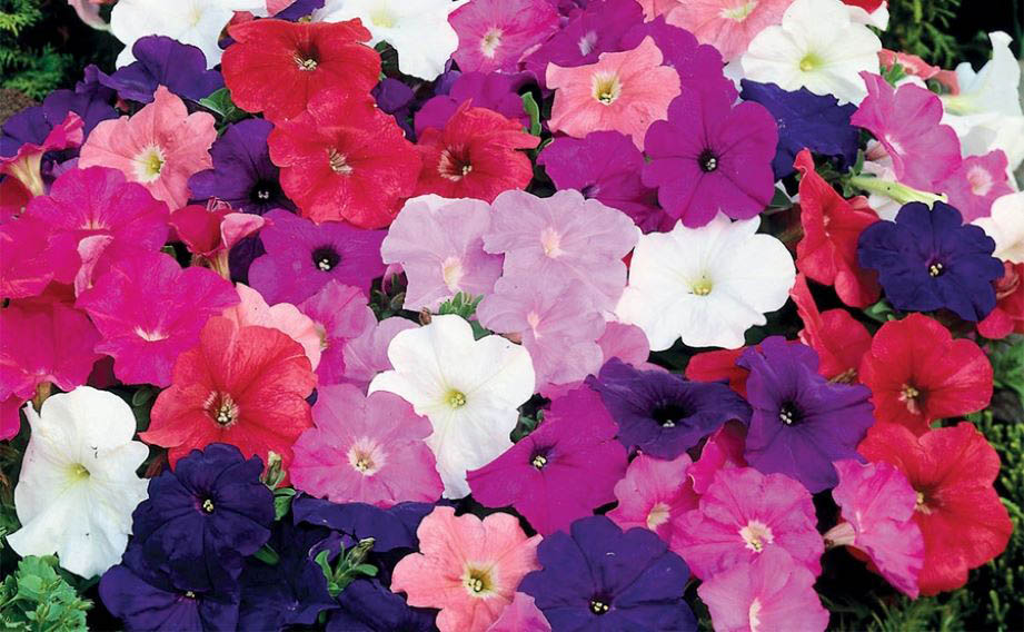 ペチュニア F1　マンボGP シリーズ<