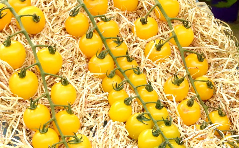 ミニトマト　ドルチェ イエロー<