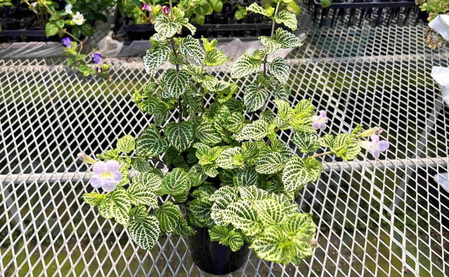 赤道サクラソウ(アシスタシア ガンゲティア レティクラタ)<