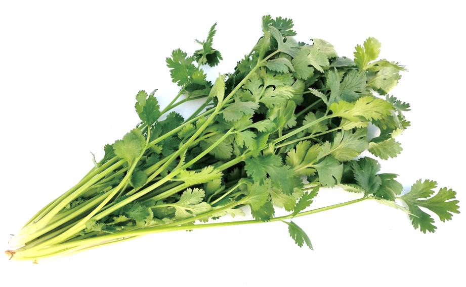 コリアンダー(パクチー)<