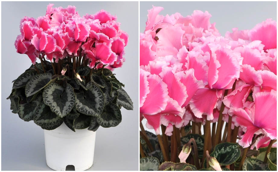 シクラメン　イッセイ リップ<