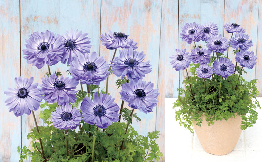 アネモネ　ポルト シリーズ<