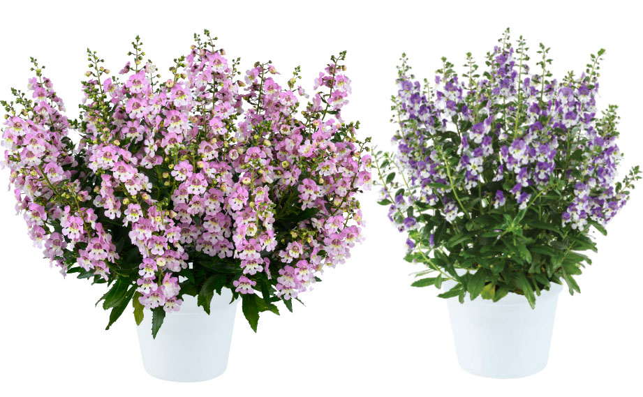 アンゲロニア　アロニア シリーズ<