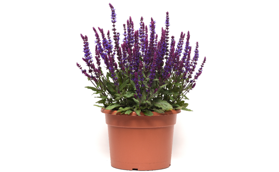 サルビア ネモローサ　サルバトーレ ブルー<