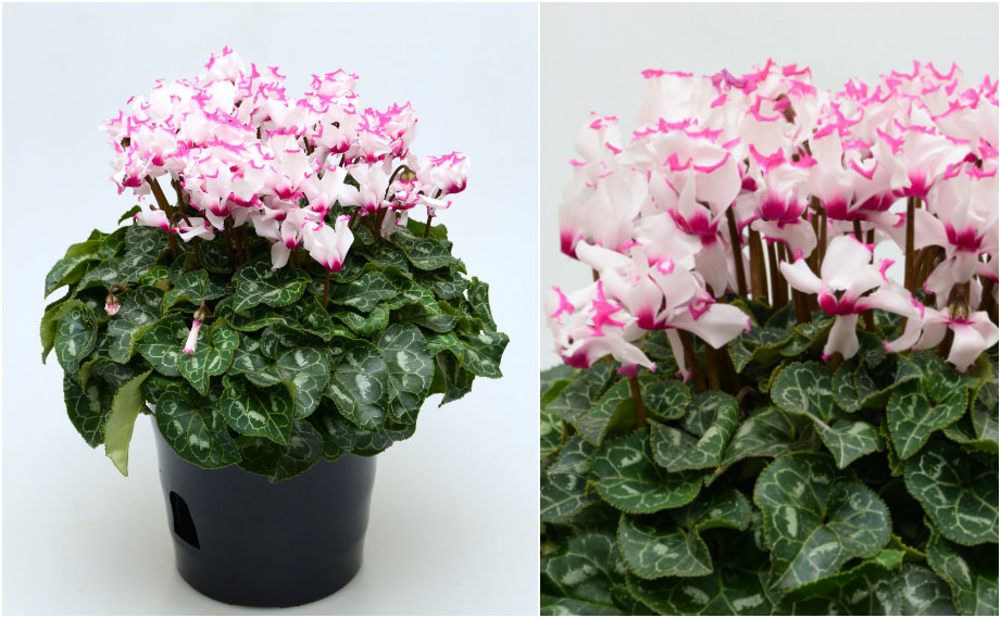 シクラメン F1　アブソリュ ドゥ モレル<