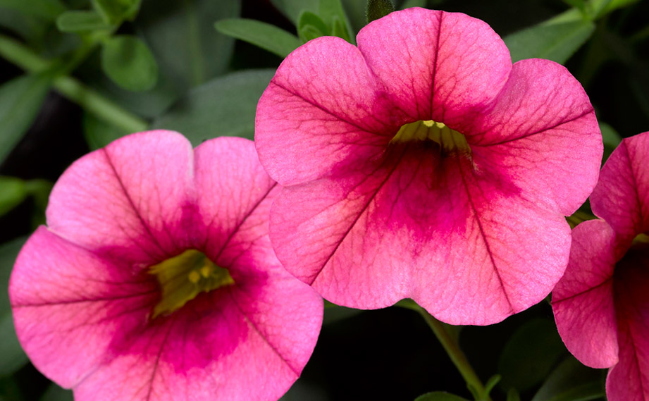 カリブラコア　カリー<