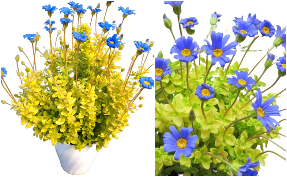 ブルーデージー　ハニーブルー<