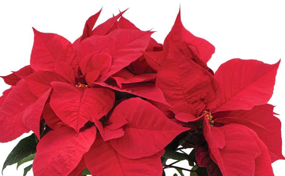 ポインセチア　レッドソウル<