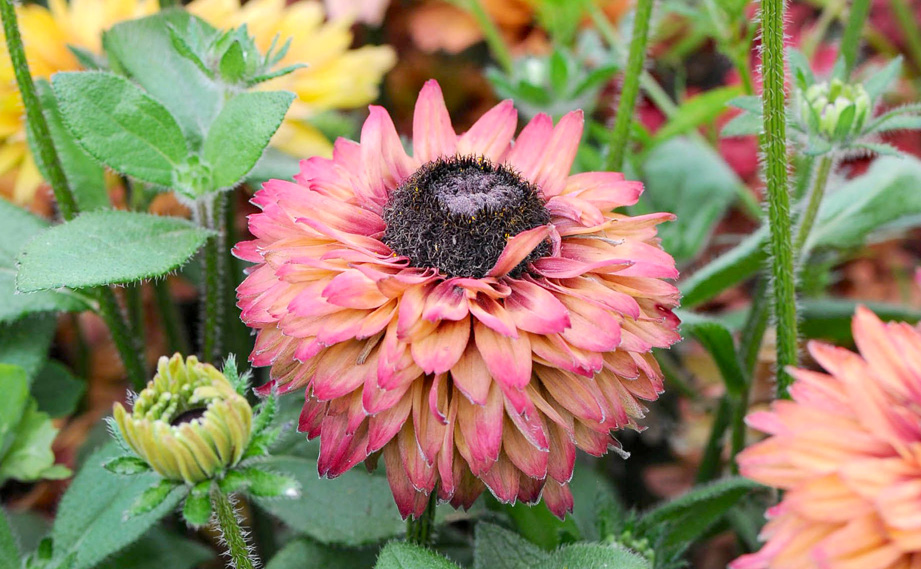 ルドベキア　キャラメルミックス<