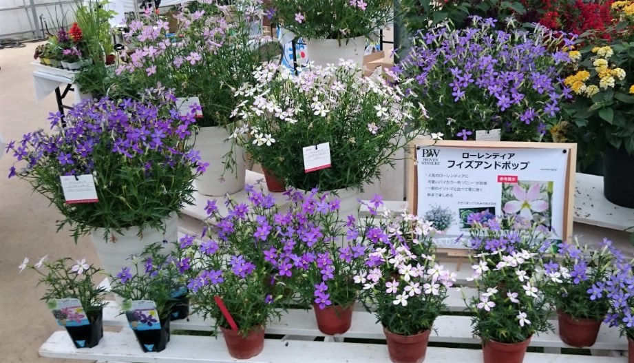 ローレンシア　フィズアンドポップ シリーズ<