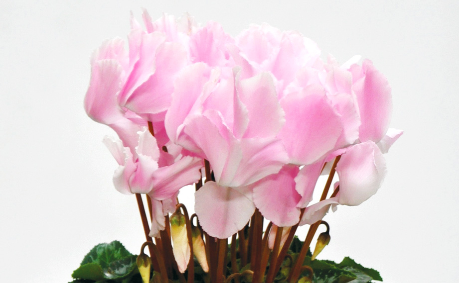 シクラメン　ハイブリッジウェーブ シリーズ<