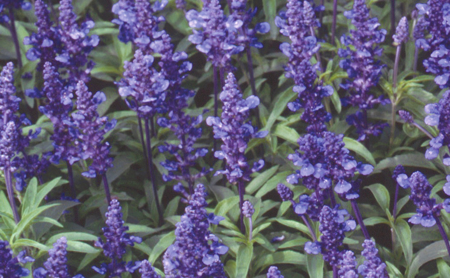 サルビア ファリナセア　ナナ ディープブルー<