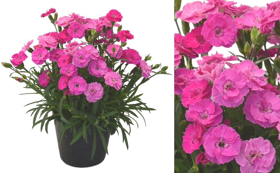 カーネーション　おりがみ<