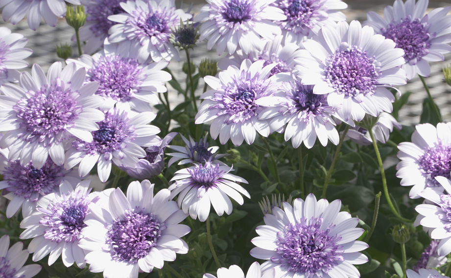 オステオスペルマム　フォーチュンブルー<