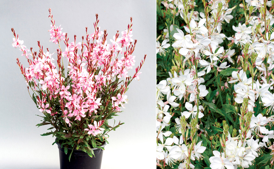 ガウラ　エメリン シリーズ<