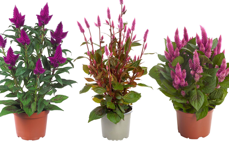 セロシア　ロイヤルバンザンテン シリーズ<