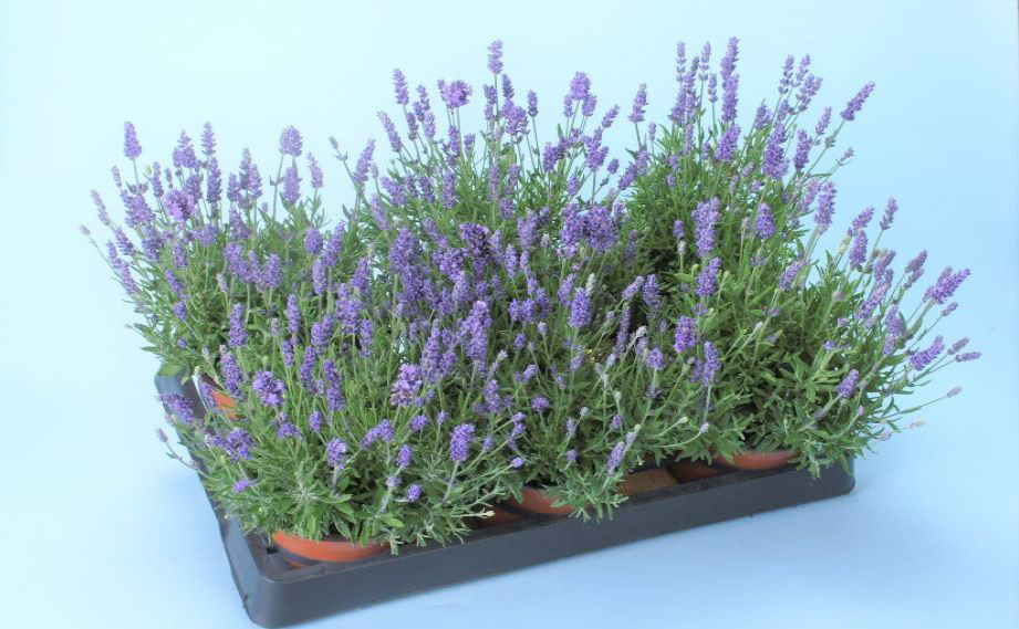 ラベンダー ラバンス　ディープパープル<