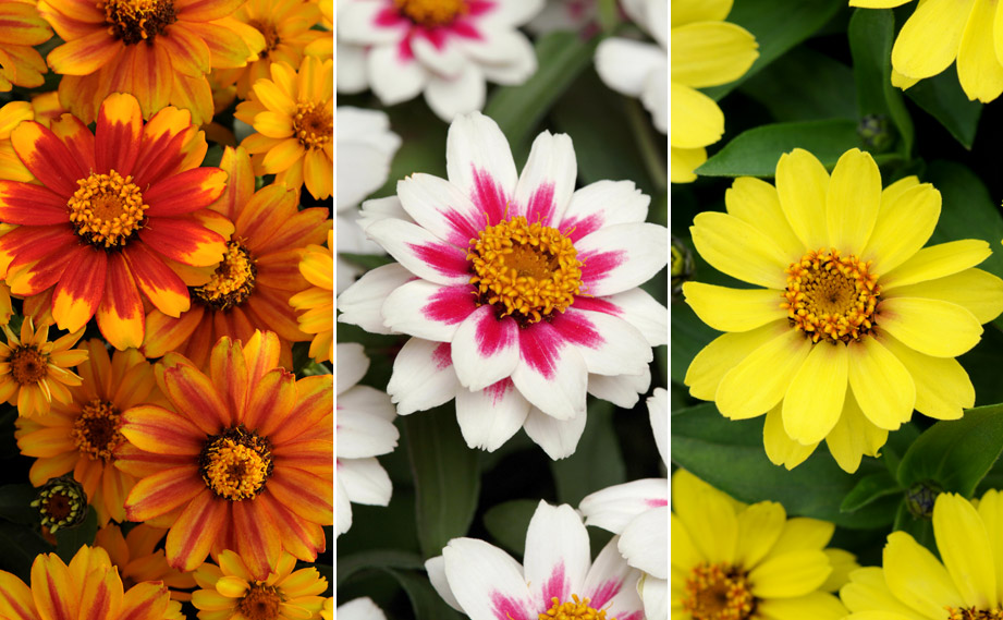 ジニア　ザハラ<