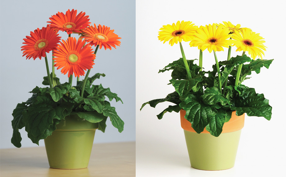 ガーベラ F1　レボリューション シリーズ<