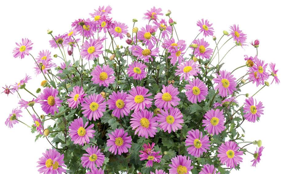 ブラキカム　フレスコ