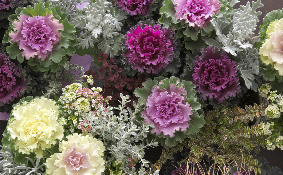 ハボタン　ラッフル<