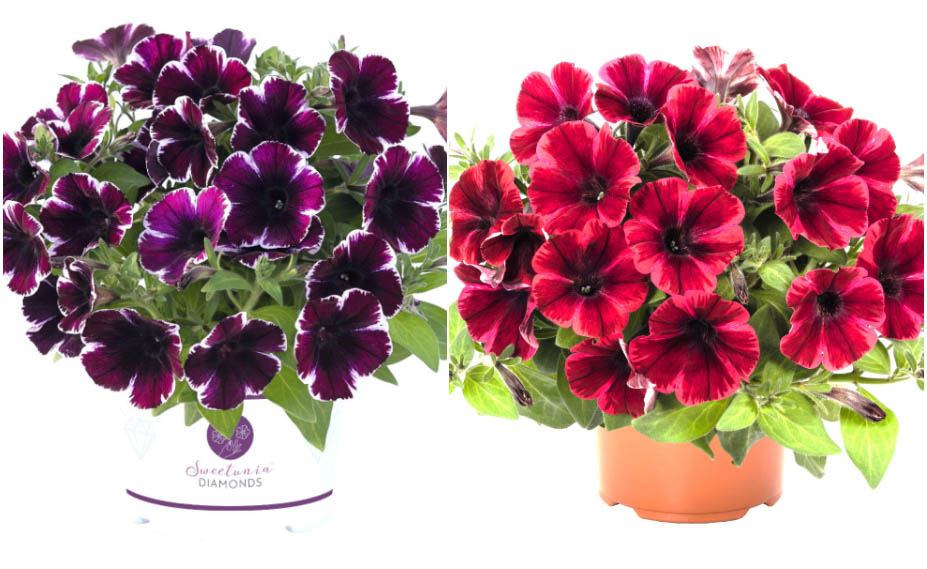 ペチュニア　スイーチュニア<