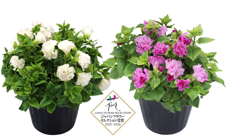 トレニア　セレスティア<