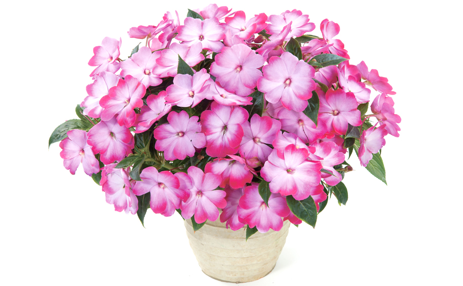 ニューギニアインパチェンス　ハーモニーラディアンス<