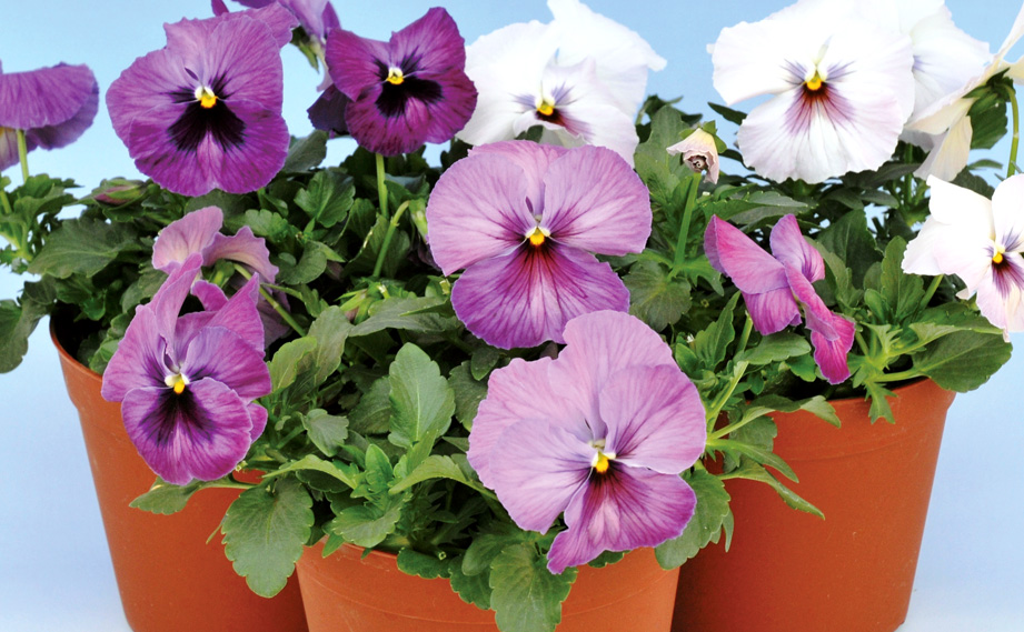 パンジー F1　デルタプレミアム シリーズ<