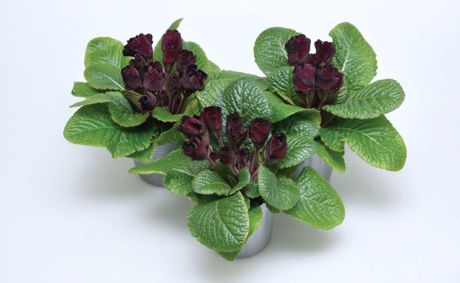 プリムラ ジュリアン　プレミアムジュリアン ザッハトルテ<