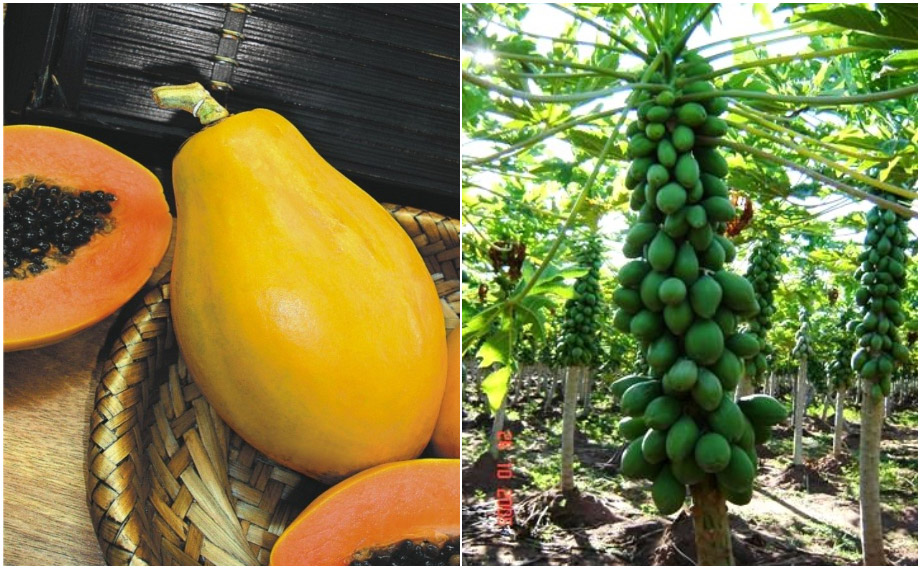 パパイヤ　ハワイオウロ<