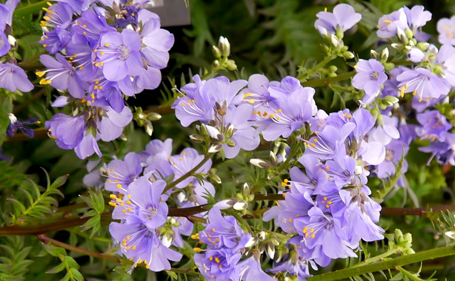 ポレモニウム　パープルレインストレイン<