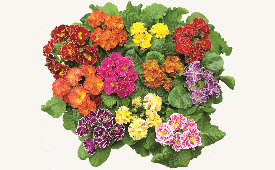 プリムラ ポリアンサ　ロココ姫<