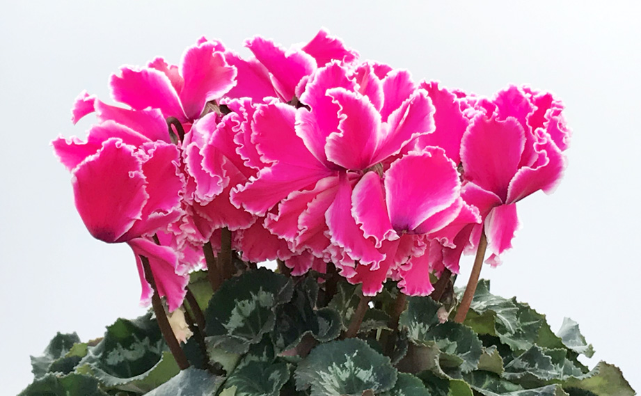 シクラメン　ホワイトフリルPS<