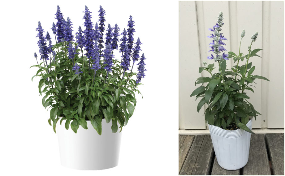 サルビア　サリーファン<