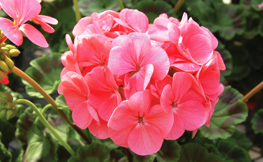 ゼラニウム F1　ホライズン シリーズ<