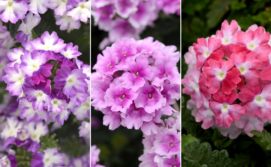 バーベナ　エンデュラスケープ<