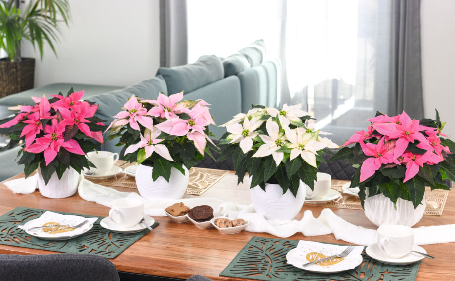 ポインセチア　ジャドール シリーズ<