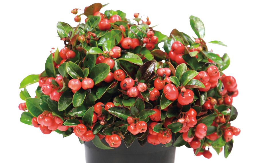 ゴーテリア　メリーベリー シリーズ<